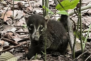 Uvita: Hiking in Corcovado National Park