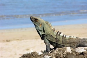 Uvita: Marino Ballena nationalpark guidet gåtur