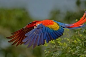 Uvita: Marino Ballena nationalpark guidet gåtur