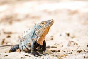 Uvita: Marino Ballena nationalpark guidet gåtur