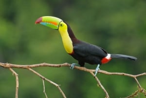 Uvita: Marino Ballena nationalpark guidet gåtur