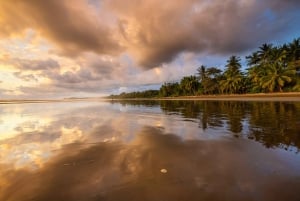 Uvita: Marino Ballena nationalpark guidet gåtur