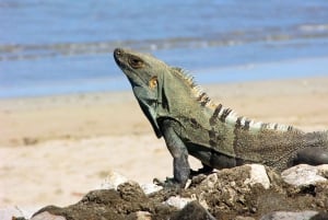Uvita: Visita guiada privada a pie al Parque Nacional Marino Ballena