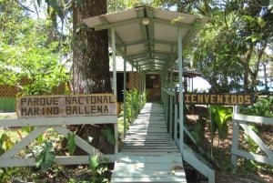 Uvita: Visita guiada privada a pie al Parque Nacional Marino Ballena