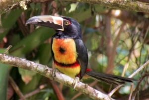 Uvita: Visita guiada privada a pie al Parque Nacional Marino Ballena