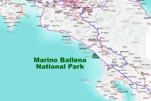 Uvita: Visita guiada privada a pie al Parque Nacional Marino Ballena