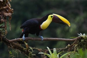 Uvita: Visita guiada privada a pie al Parque Nacional Marino Ballena