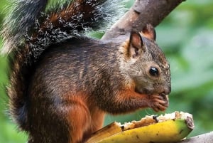 Uvita: Visita guiada privada a pie al Parque Nacional Marino Ballena
