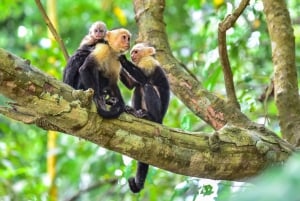 Uvita : Parc national Marino Ballena - Randonnée privée et vie sauvage