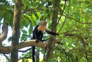 Uvita : Parc national Marino Ballena - Randonnée privée et vie sauvage