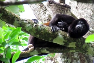 Uvita : Parc national Marino Ballena - Randonnée privée et vie sauvage