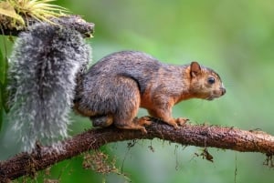 Uvita : Parc national Marino Ballena - Randonnée privée et vie sauvage
