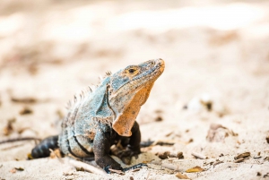 Uvita : Parc national Marino Ballena - Randonnée privée et vie sauvage