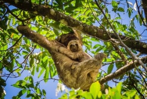 Uvita : Parc national Marino Ballena - Randonnée privée et vie sauvage