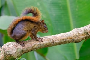 Uvita : Parc national Marino Ballena - Randonnée privée et vie sauvage