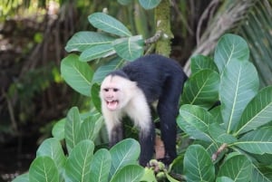 Uvita : Parc national Marino Ballena - Randonnée privée et vie sauvage