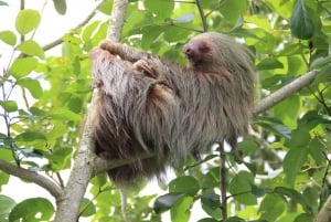 Uvita : Parc national Marino Ballena - Randonnée privée et vie sauvage
