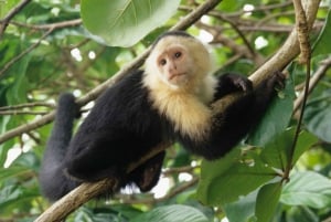 Uvita : Parc national Marino Ballena - Randonnée privée et vie sauvage