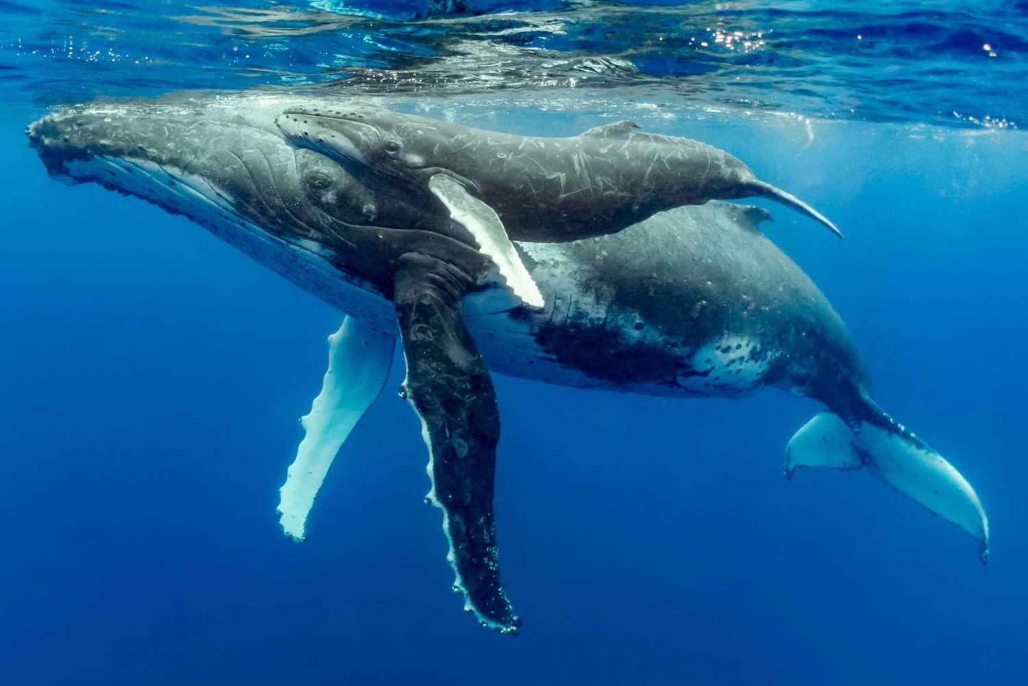Uvita: Marino Ballena National Park hval/delfin-sejlads
