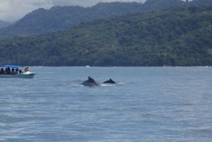 Uvita: Marino Ballena National Park Whale/Dolphin Watching