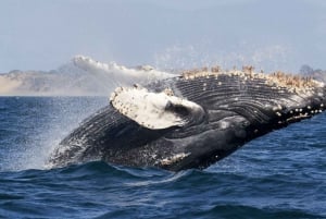 Uvita: Marino Ballena National Park Whale/Dolphin Watching