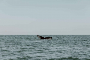 Uvita: Marino Ballena National Park Whale/Dolphin Watching