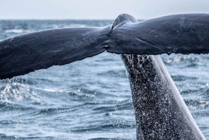Uvita: Marino Ballena National Park Whale/Dolphin Watching