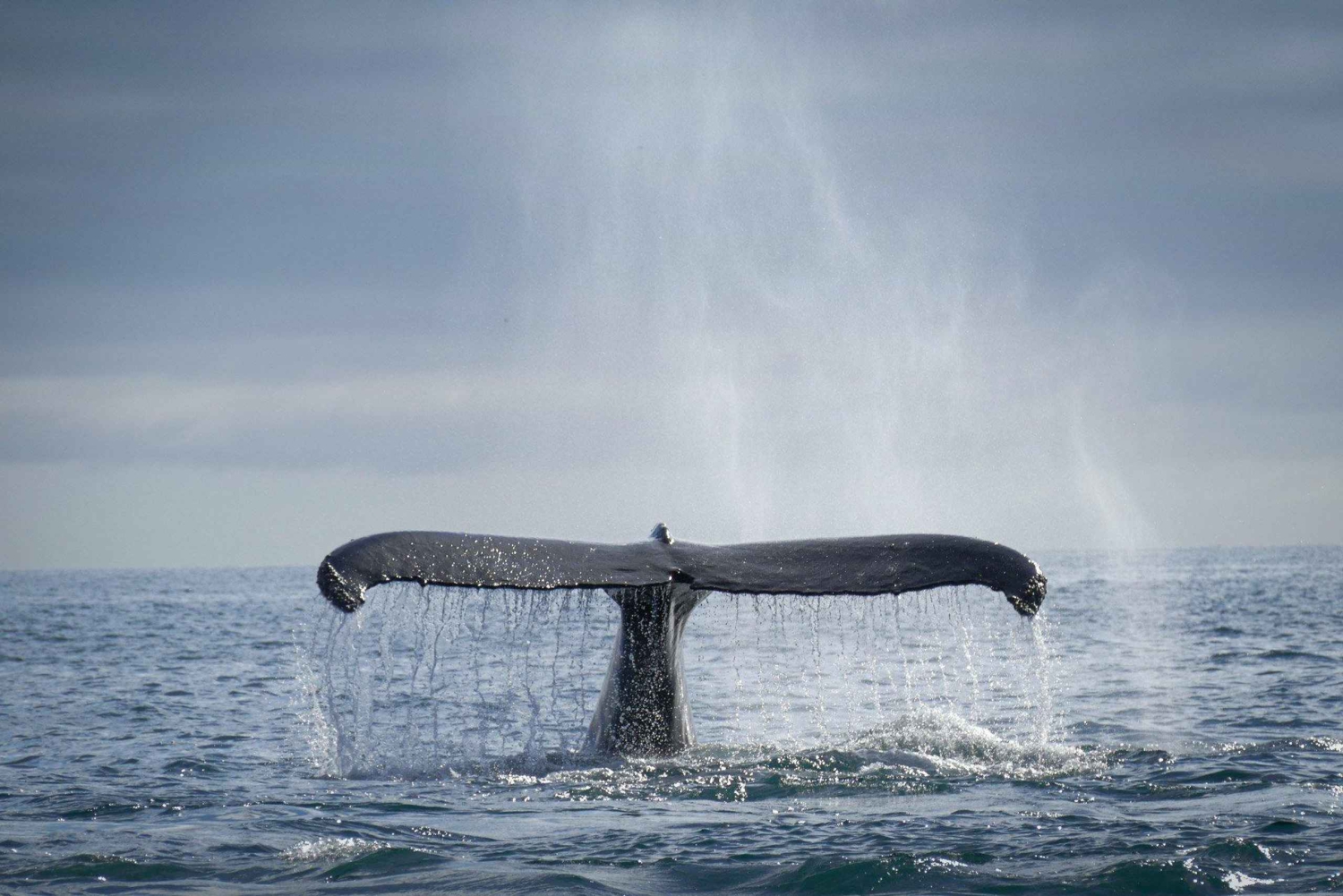 Uvita: Marino Ballena National Park hvalsafari