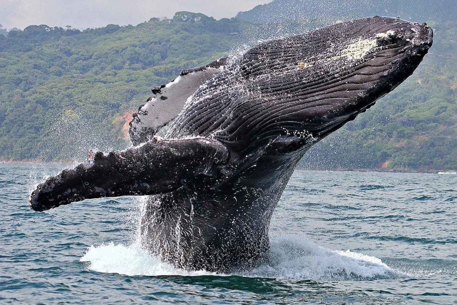 Uvita: Tour del Parco Nazionale Marino Ballena per l'avvistamento delle balene