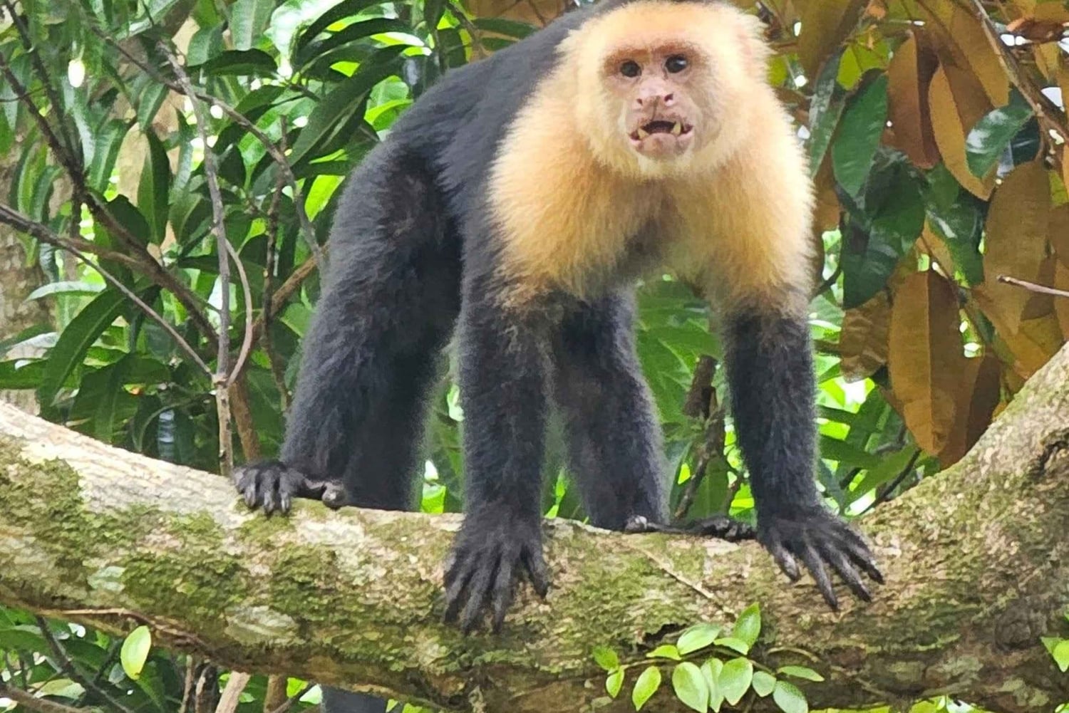 Uvita: Monkey Watching & Beach Survival Tour