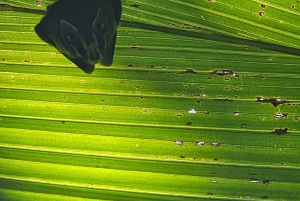 Uvita: Monkey Watching & Beach Survival Tour