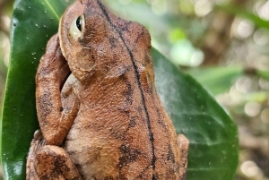 Uvita: Monkey Watching & Beach Survival Tour