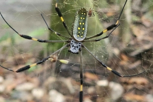 Uvita: Monkey Watching & Beach Survival Tour