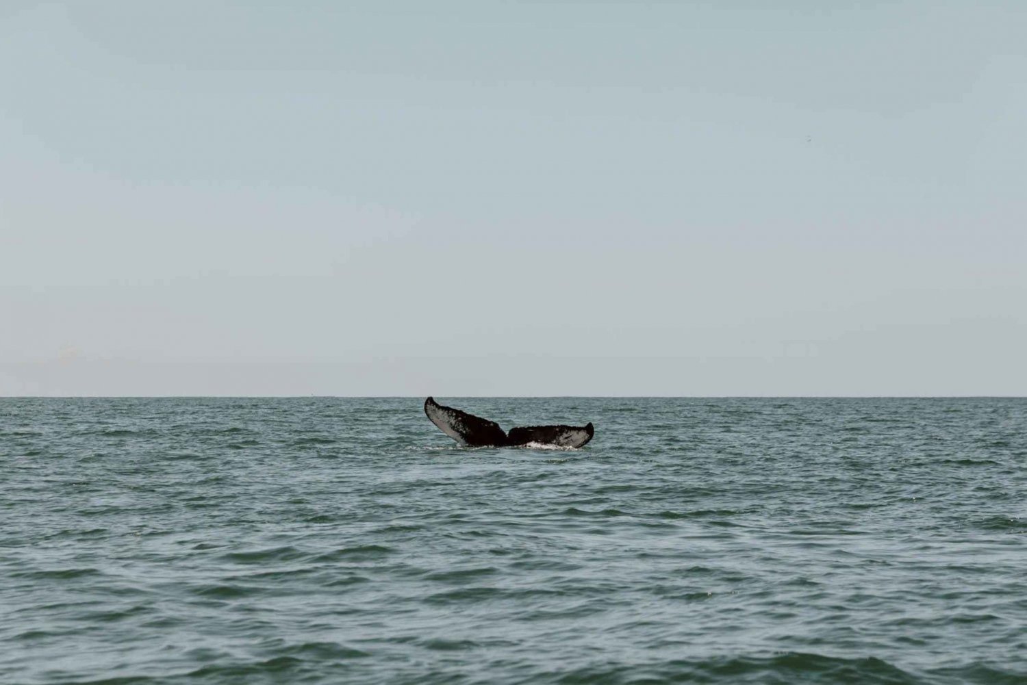Uvita:Nature et faune - Aras Papillons Baleines Paresseux