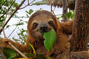 Uvita:Luonto ja villieläimet-akawat Perhoset Valaat Slothit
