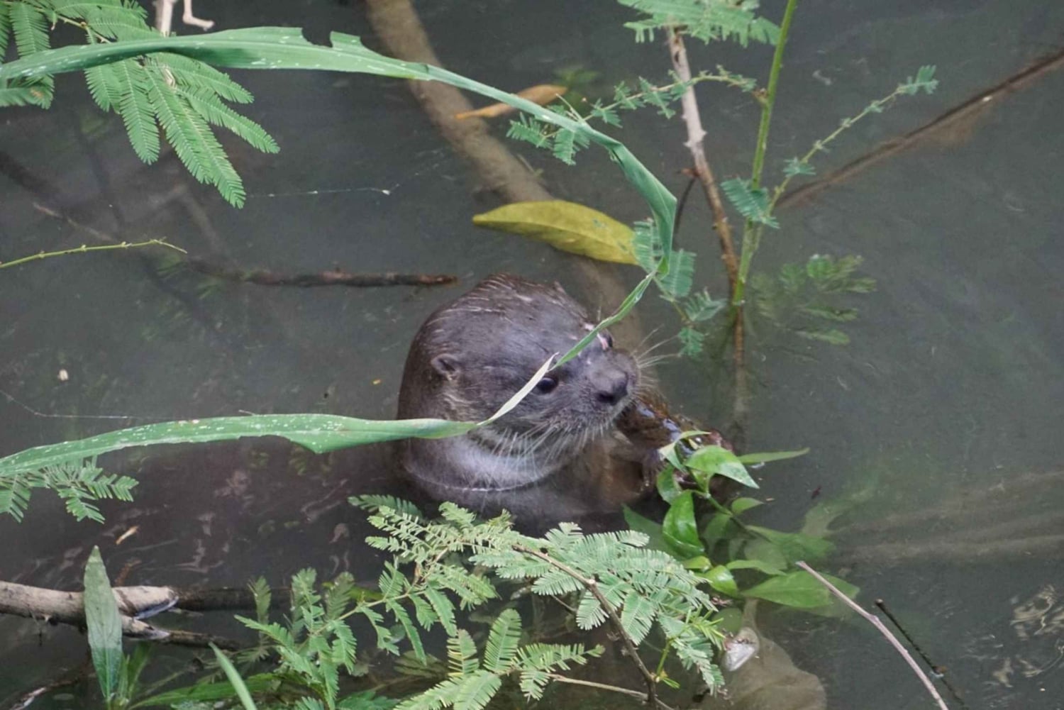 Uvita : Promenade dans la nature au parc national Marino Ballena
