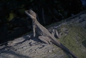 Uvita: Nature Walk at Marino Ballena National Park