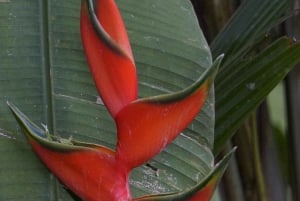 Uvita: Nature Walk at Marino Ballena National Park