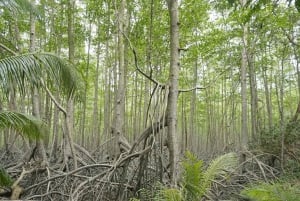 Uvita: Nature Walk at Marino Ballena National Park