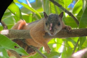 Uvita: Nature Walk at Marino Ballena National Park