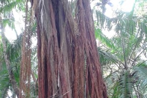 Uvita: Nature Walk at Marino Ballena National Park