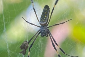 Uvita: Passeggiata nella natura al Parco Nazionale Marino Ballena