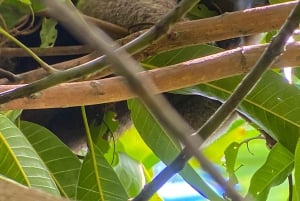 Uvita: Spacer przyrodniczy w Parku Narodowym Marino Ballena