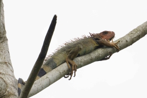 Uvita : Promenade dans la nature au parc national Marino Ballena