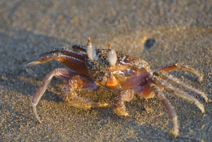 Uvita : Promenade dans la nature au parc national Marino Ballena