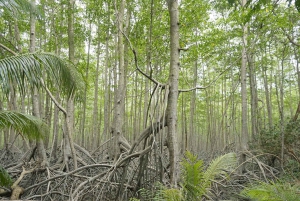 Uvita : Promenade dans la nature au parc national Marino Ballena
