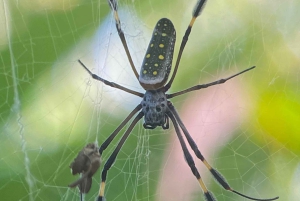 Uvita : Promenade dans la nature au parc national Marino Ballena