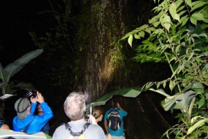 Uvita: Nattvandring i tropisk skog med natur och vilda djur