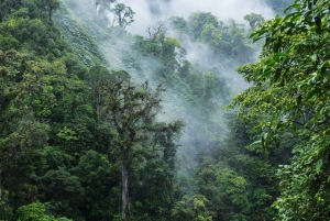 Uvita: tour notturno tra natura e fauna selvatica nella foresta tropicale