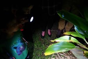 Uvita: Nocna wycieczka po przyrodzie i dzikiej przyrodzie w lesie tropikalnym